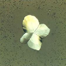 sample preparation for Glass